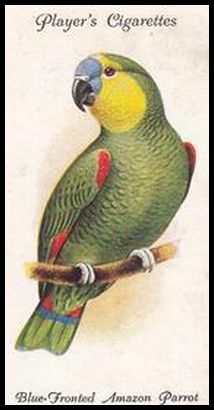 26 Blue Fronted Amazon Parrot